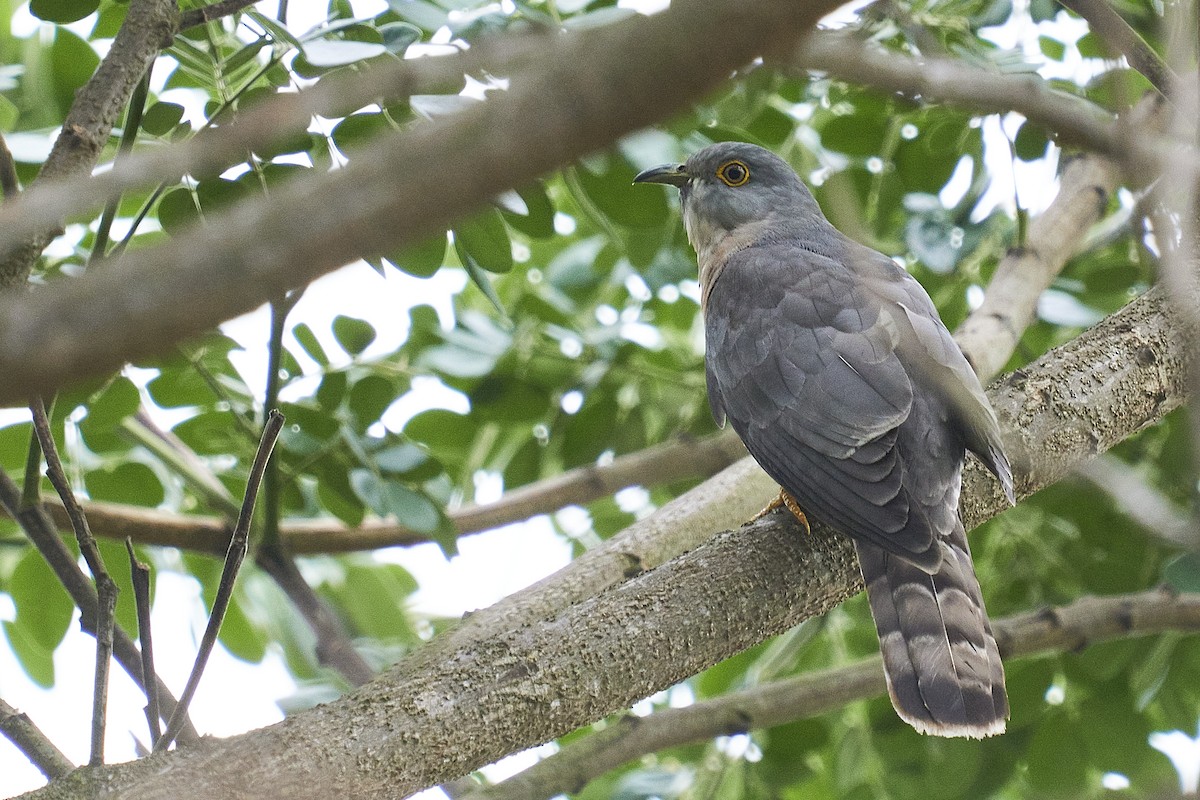Common Hawk-Cuckoo - Raghavendra  Pai