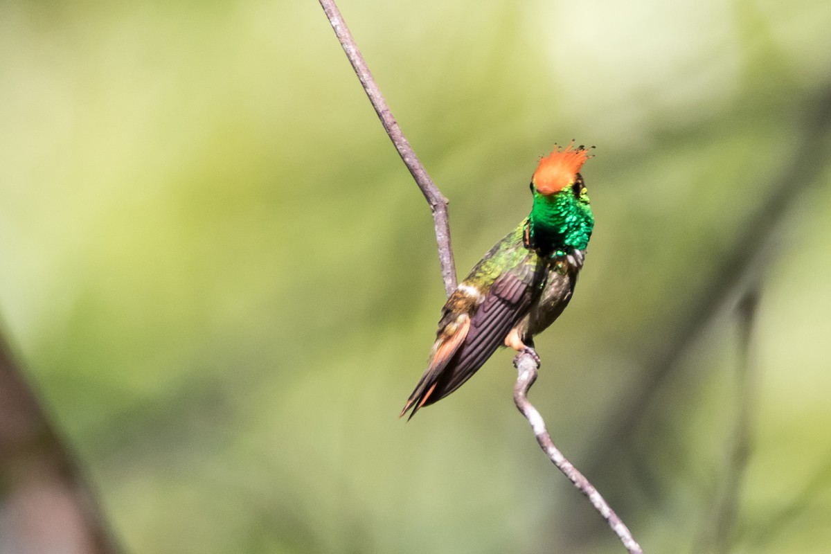Rufous-crested Coquette - Jesse Huth