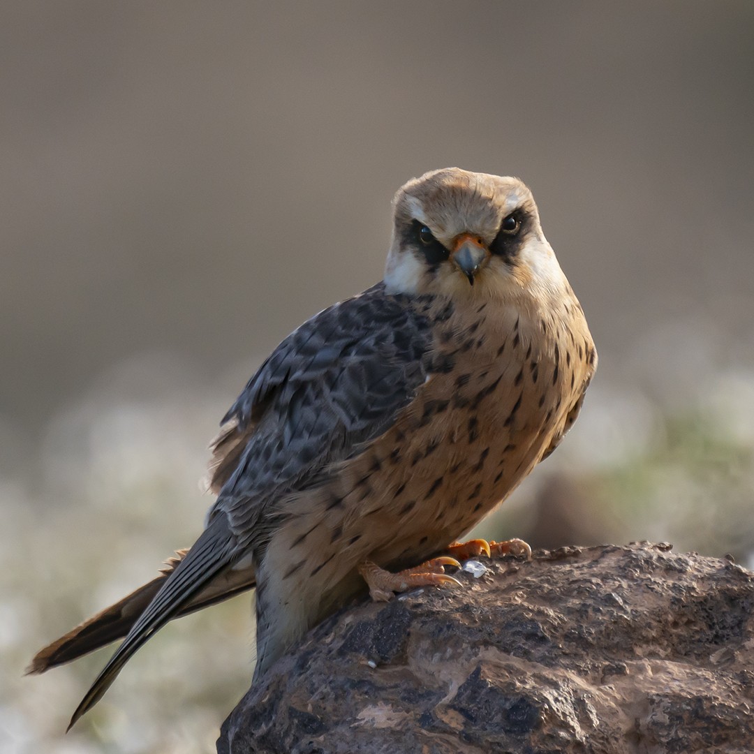 Red-footed Falcon - ML444695711