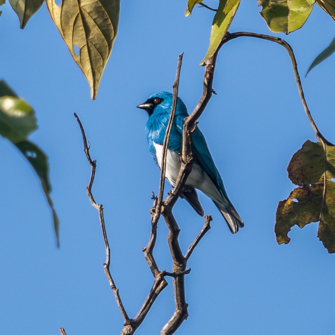 Swallow Tanager - ML44470361