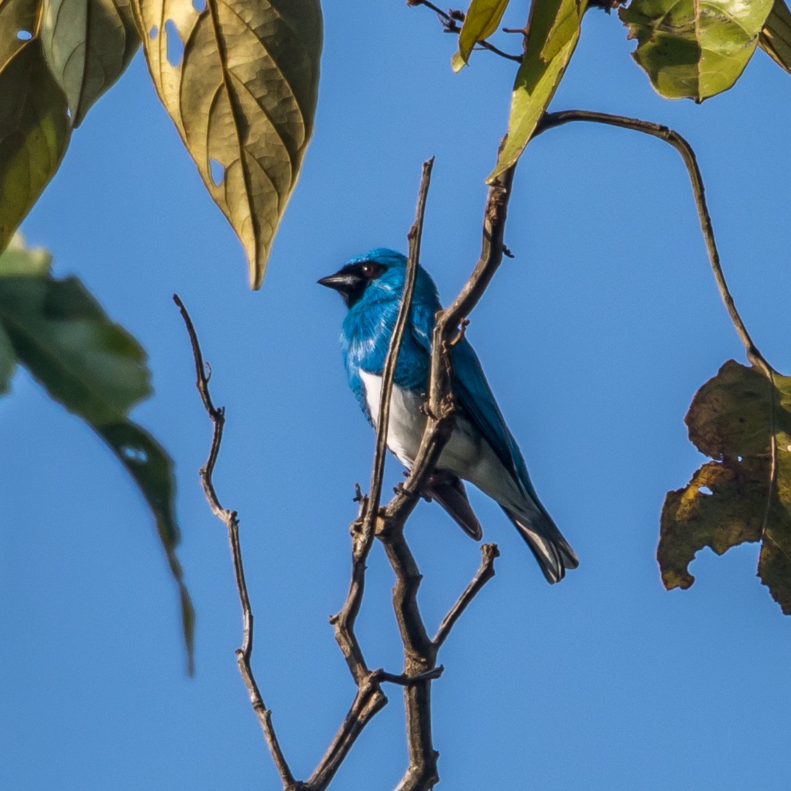 Swallow Tanager - ML44470371