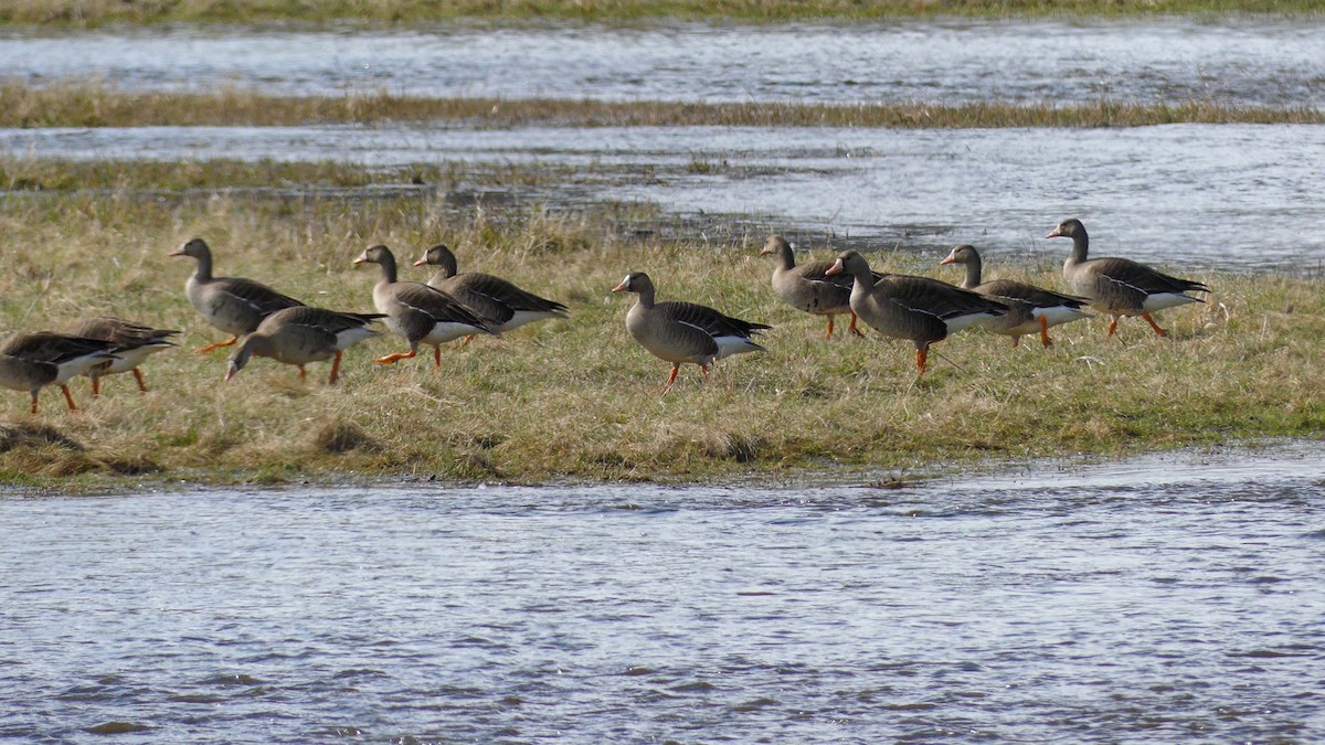 Greater White-fronted Goose - ML444711361