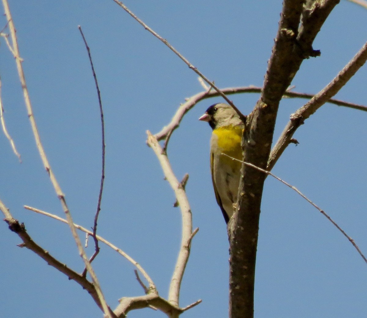 Lawrence's Goldfinch - ML444719651