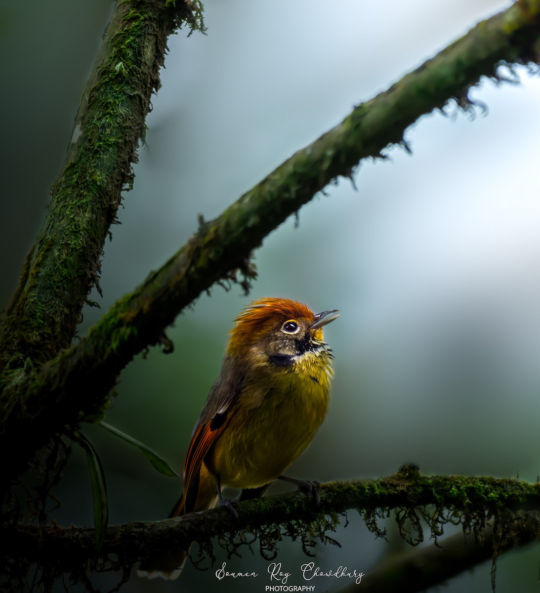 Red-tailed Minla - Soumen Roy Chowdhury