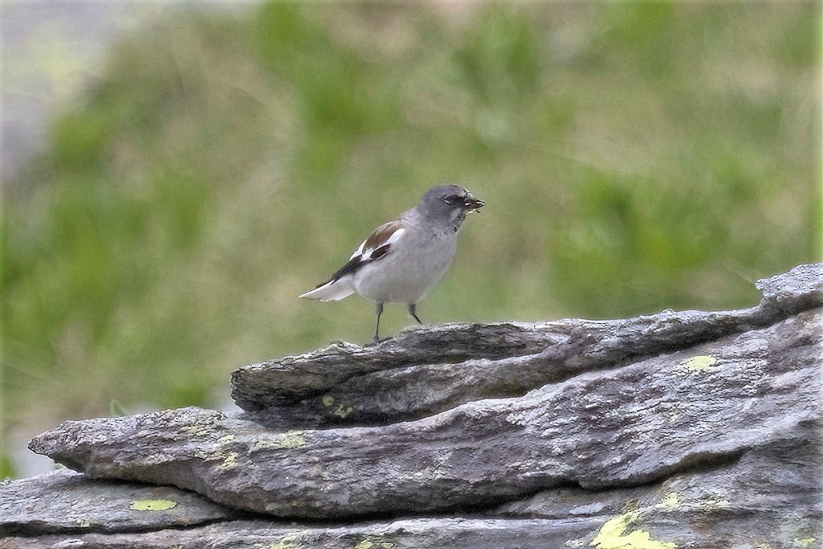 White-winged Snowfinch - ML444721301