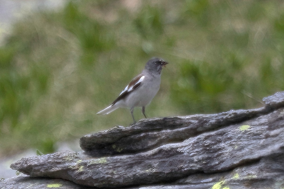 White-winged Snowfinch - ML444721311