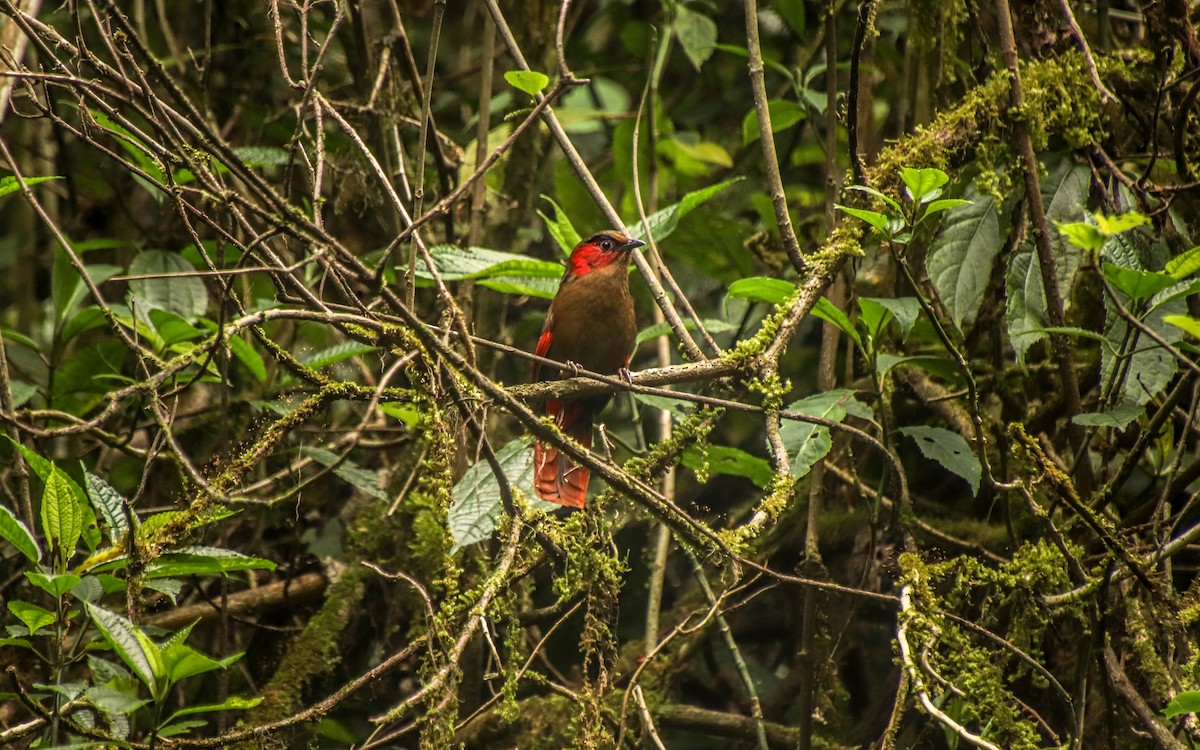 Red-faced Liocichla - ML444722831