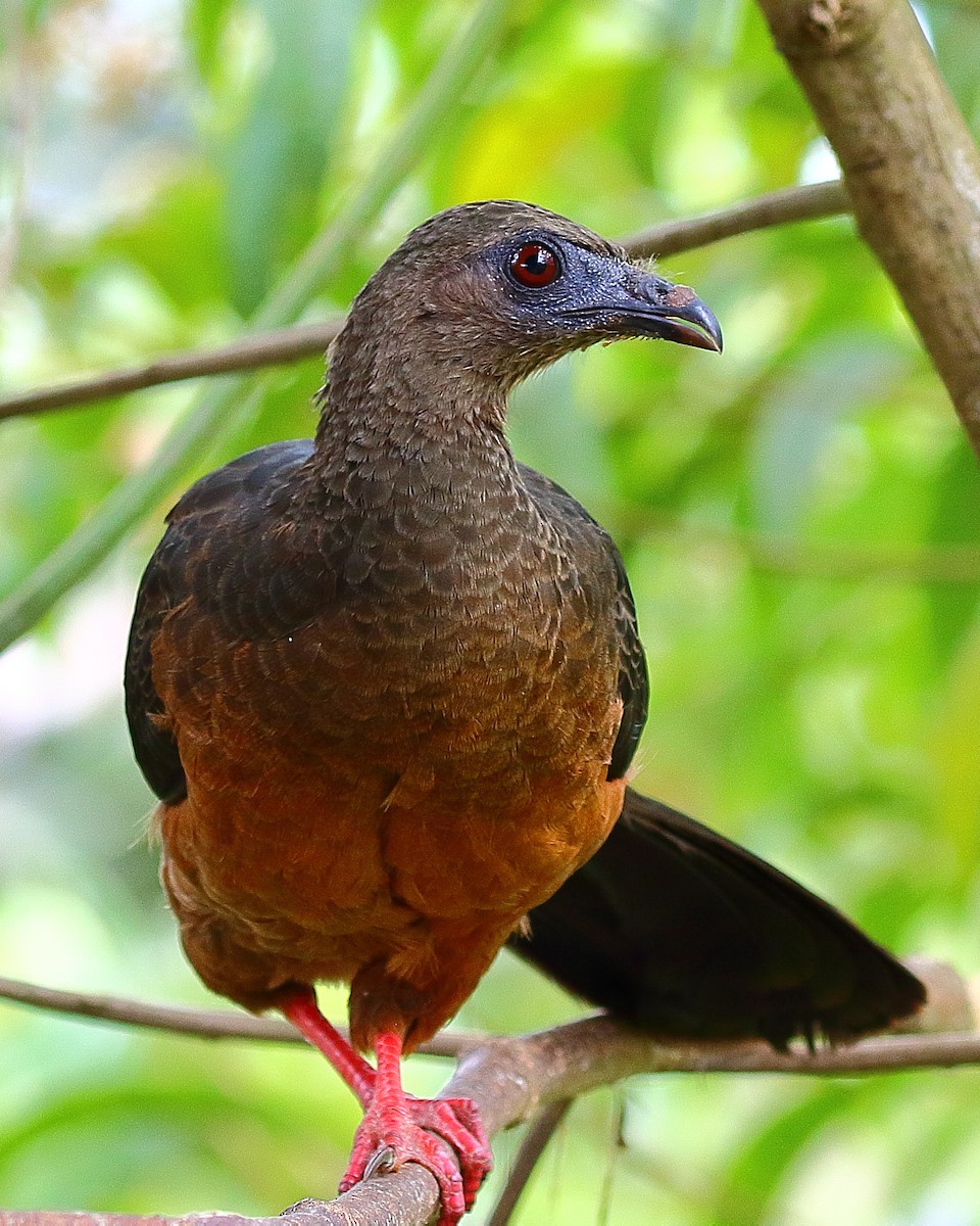 Sickle-winged Guan - ML44472411
