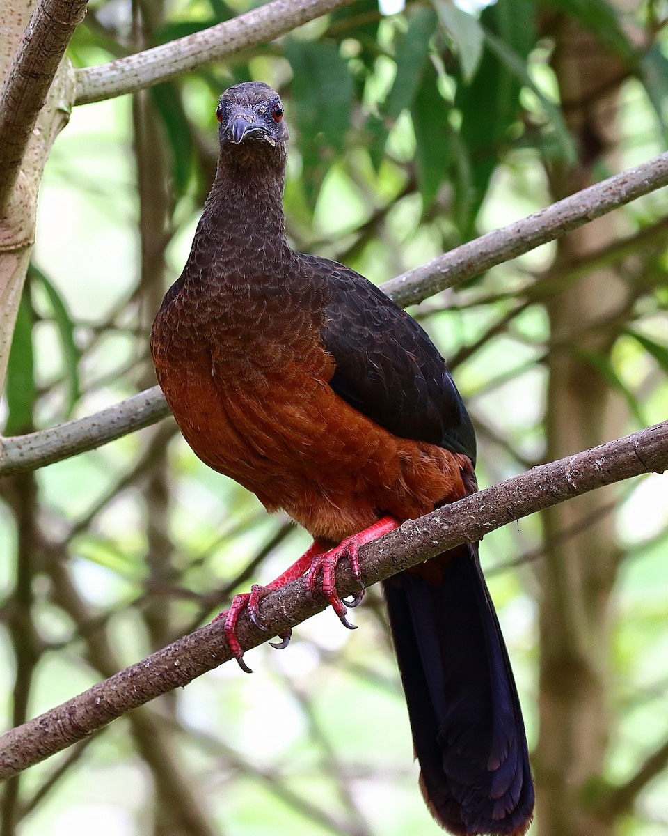 Sickle-winged Guan - ML44472481