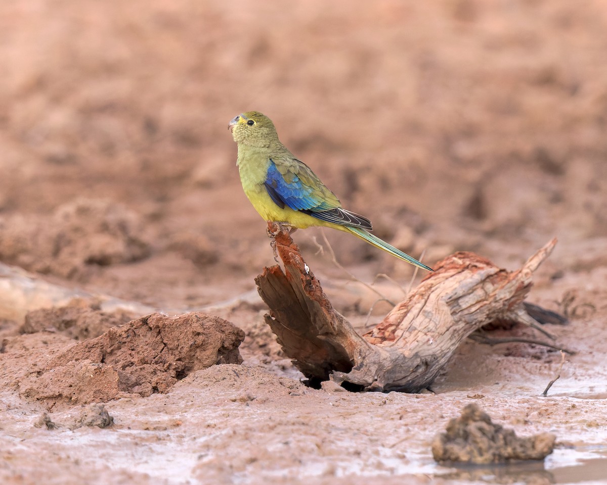 Blue-winged Parrot - ML444728811