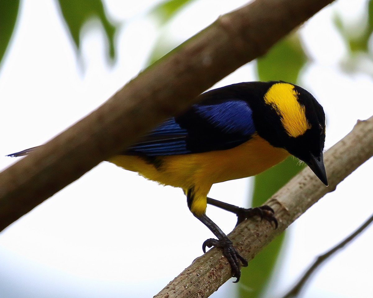 Blue-winged Mountain Tanager - ML44473251