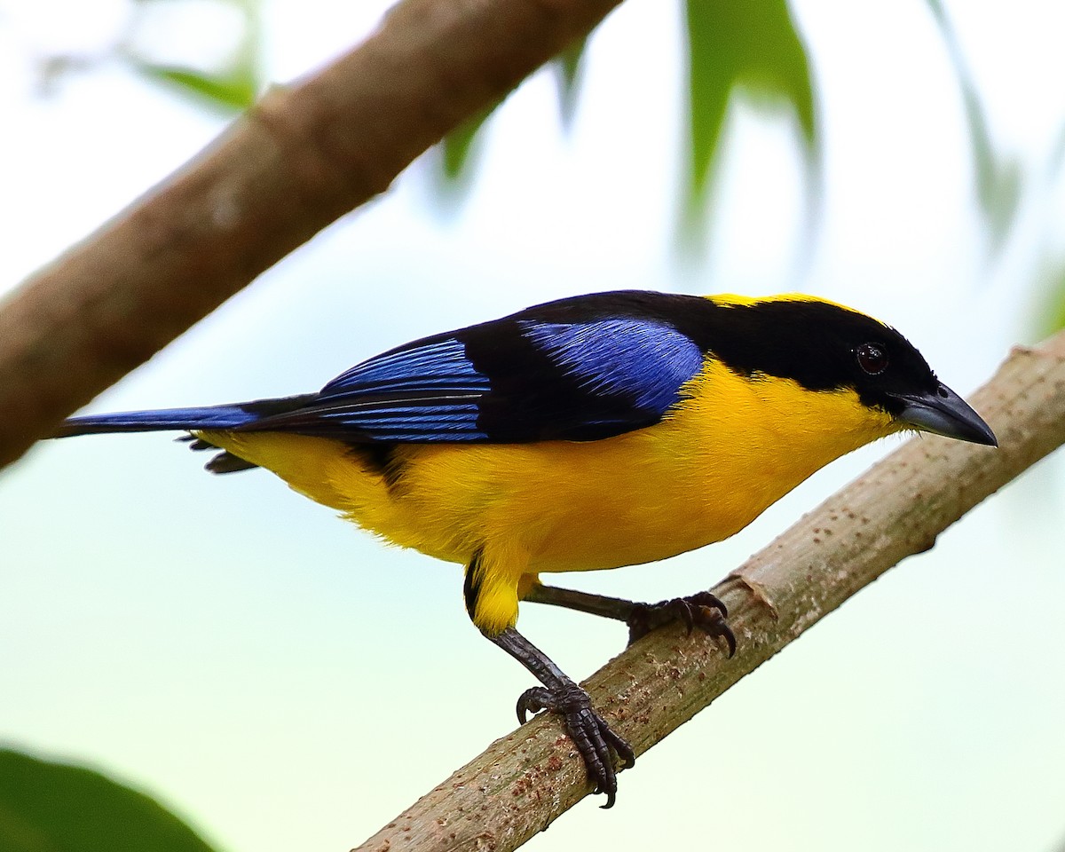 Blue-winged Mountain Tanager - Ryan Candee