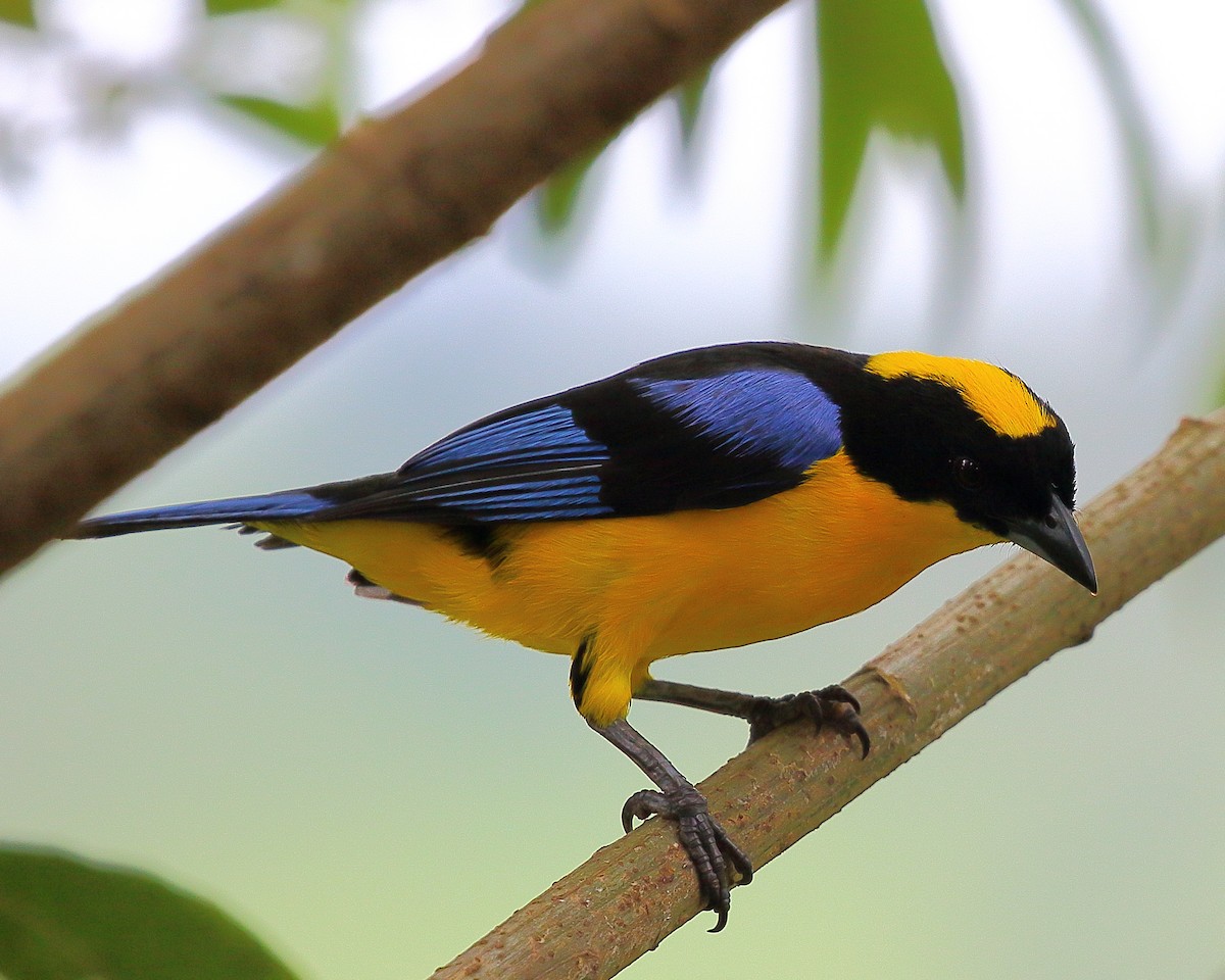 Blue-winged Mountain Tanager - ML44473331