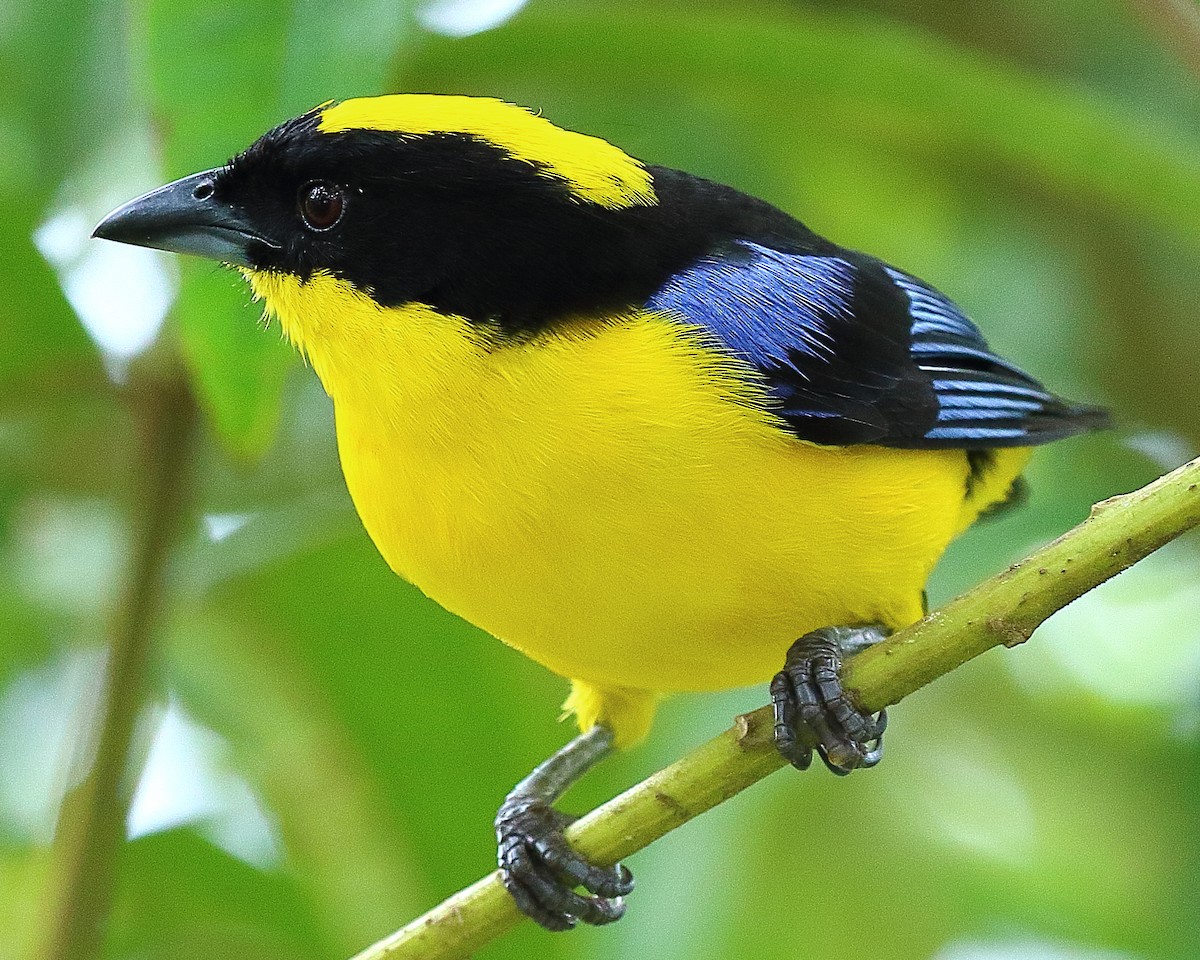Blue-winged Mountain Tanager - ML44473341