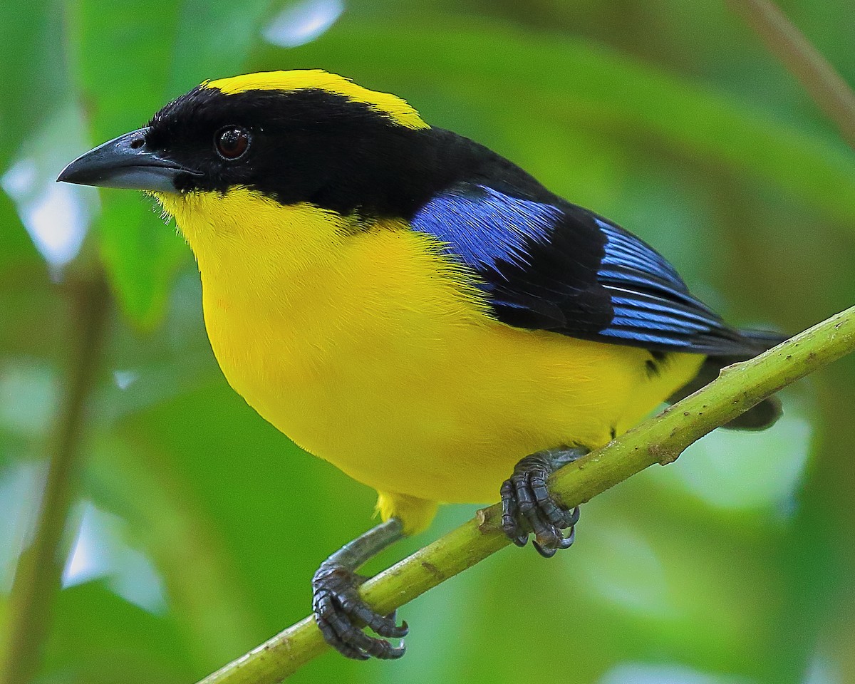 Blue-winged Mountain Tanager - ML44473381