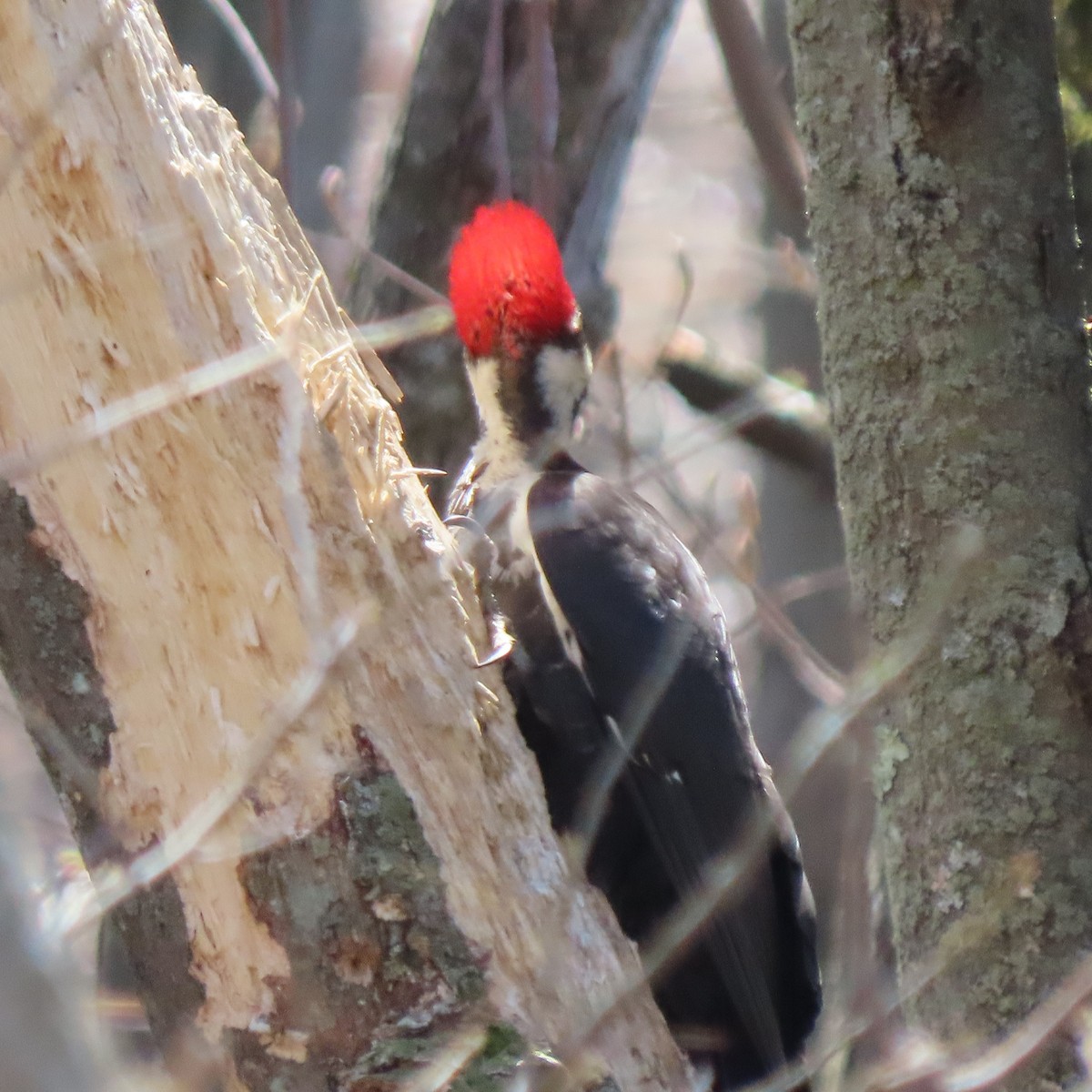Pileated Woodpecker - ML444733841