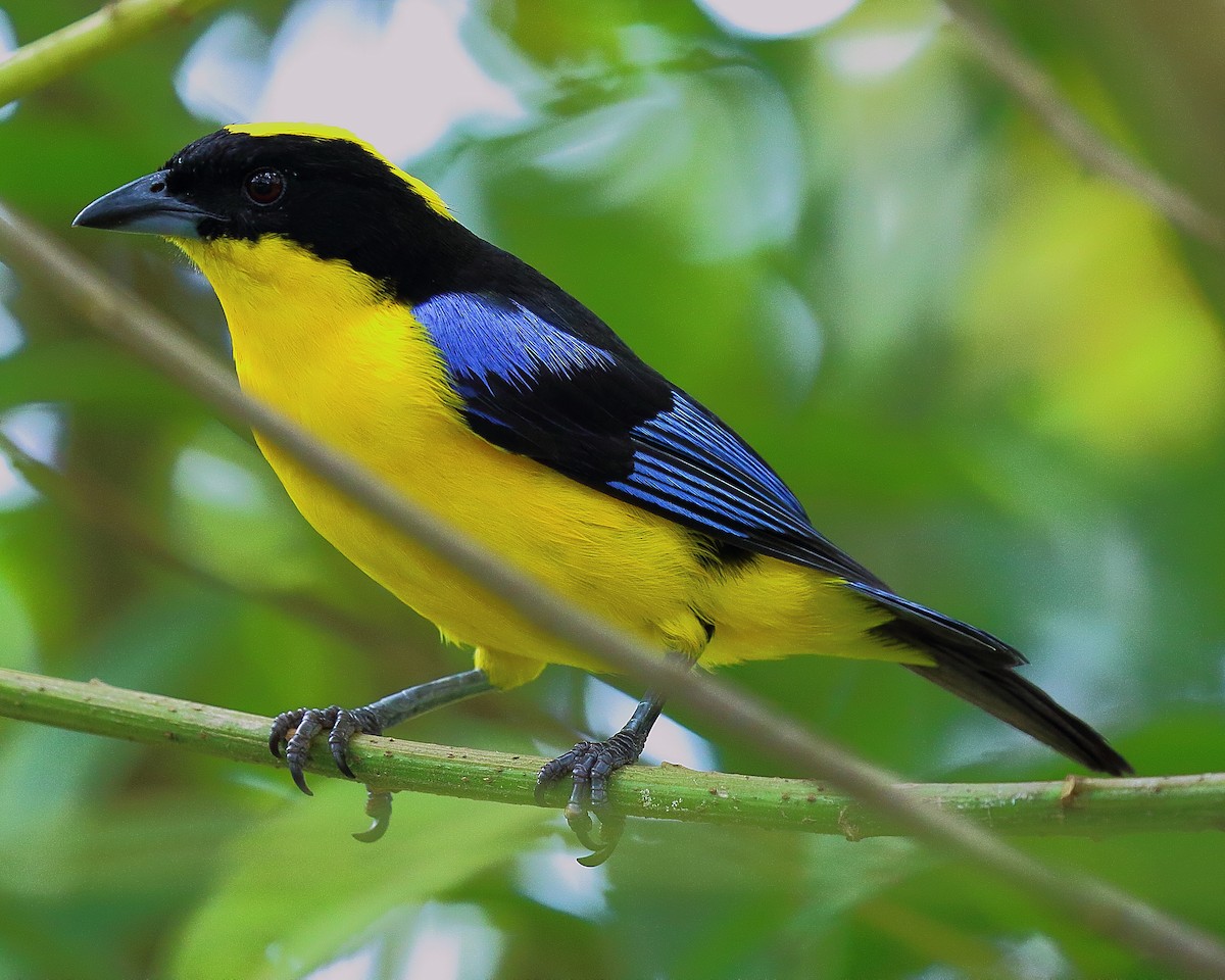 Blue-winged Mountain Tanager - Ryan Candee