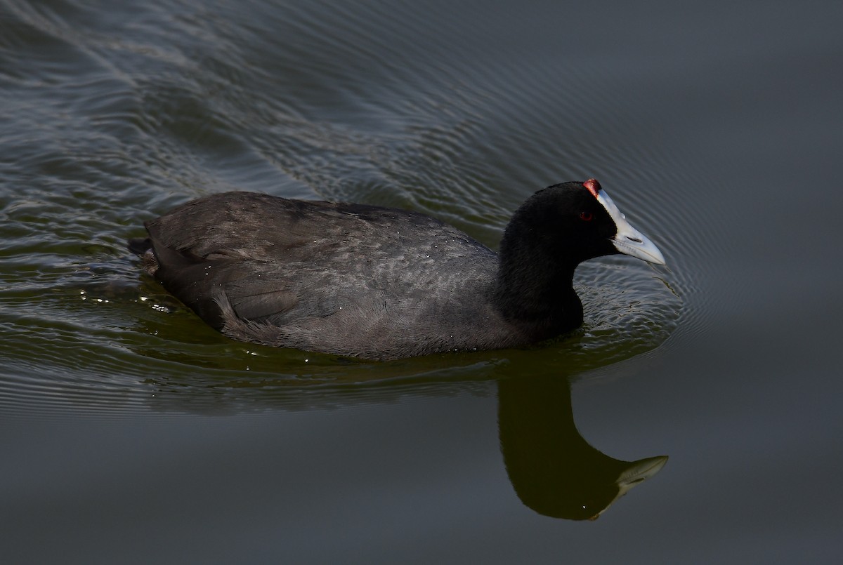 Red-knobbed Coot - ML444734081