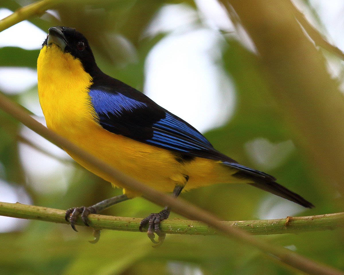 Blue-winged Mountain Tanager - ML44473411
