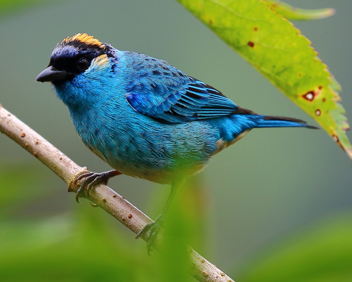 Golden-naped Tanager - Ryan Candee