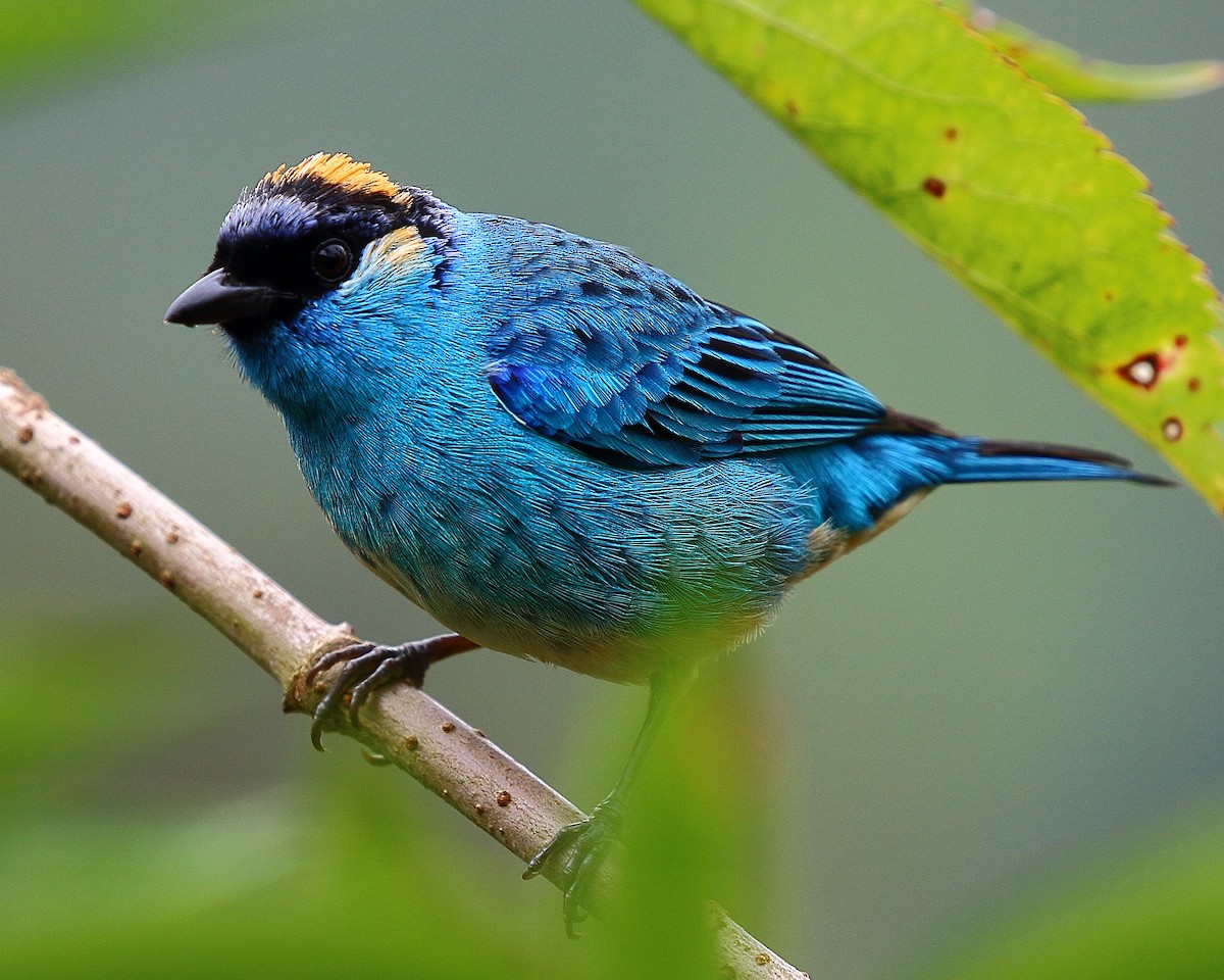 Golden-naped Tanager - ML44473431