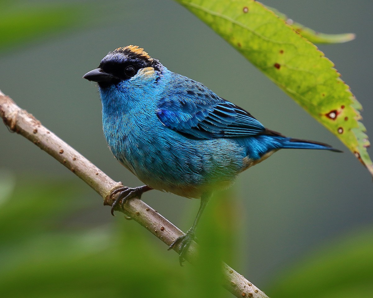Golden-naped Tanager - ML44473441