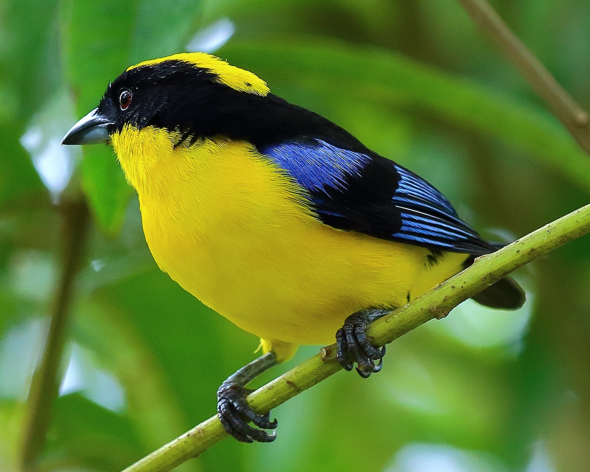 Blue-winged Mountain Tanager - ML44473481
