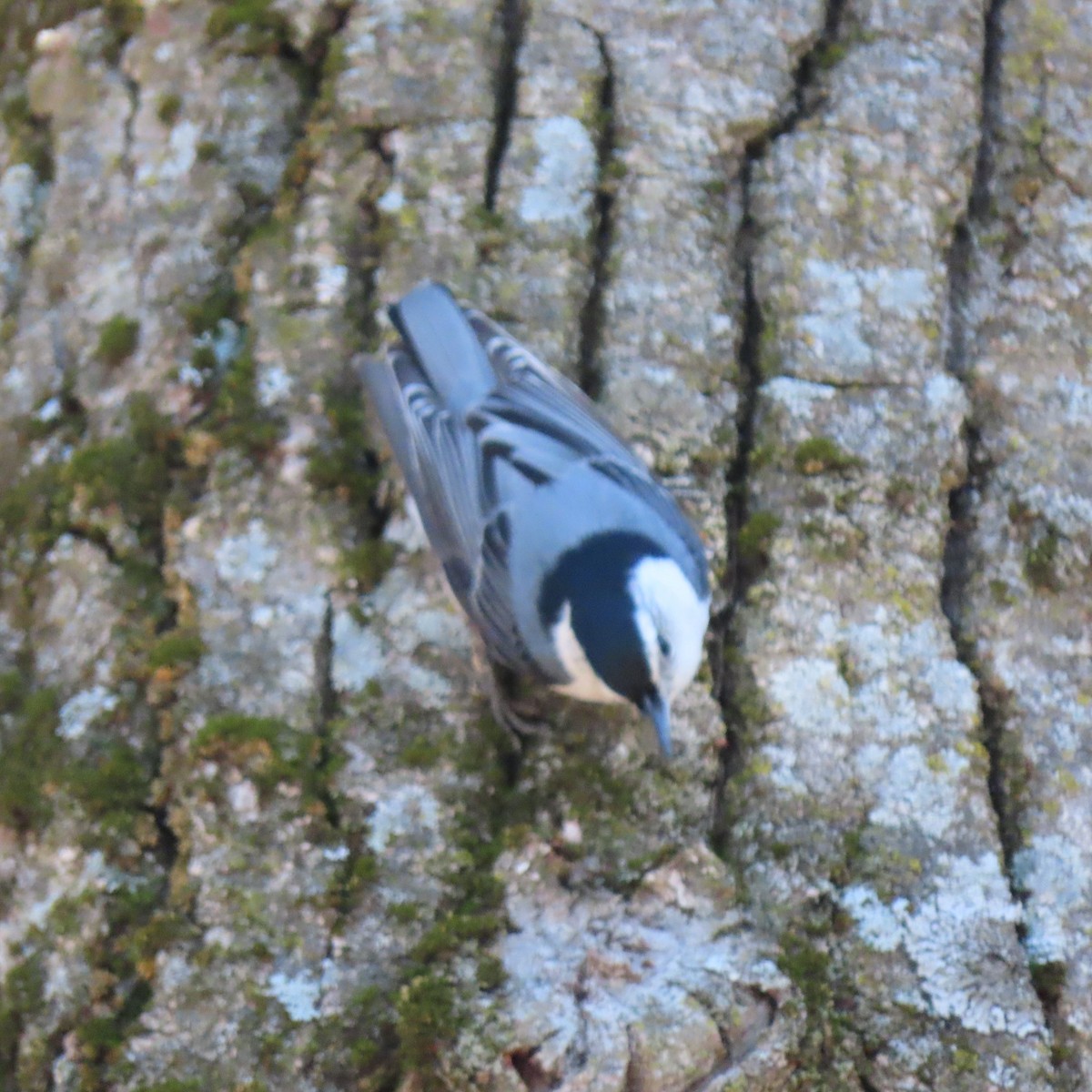 White-breasted Nuthatch (Eastern) - ML444734811
