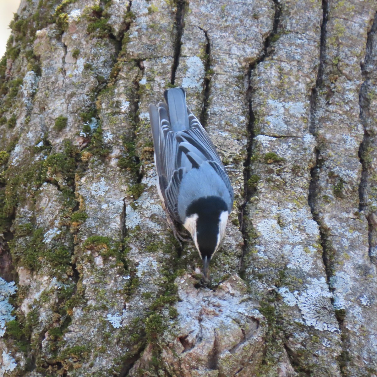 White-breasted Nuthatch (Eastern) - ML444734821