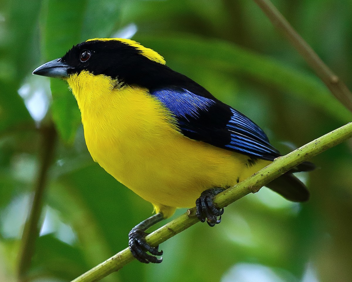 Blue-winged Mountain Tanager - ML44473491