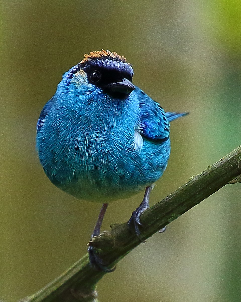 Golden-naped Tanager - ML44473501