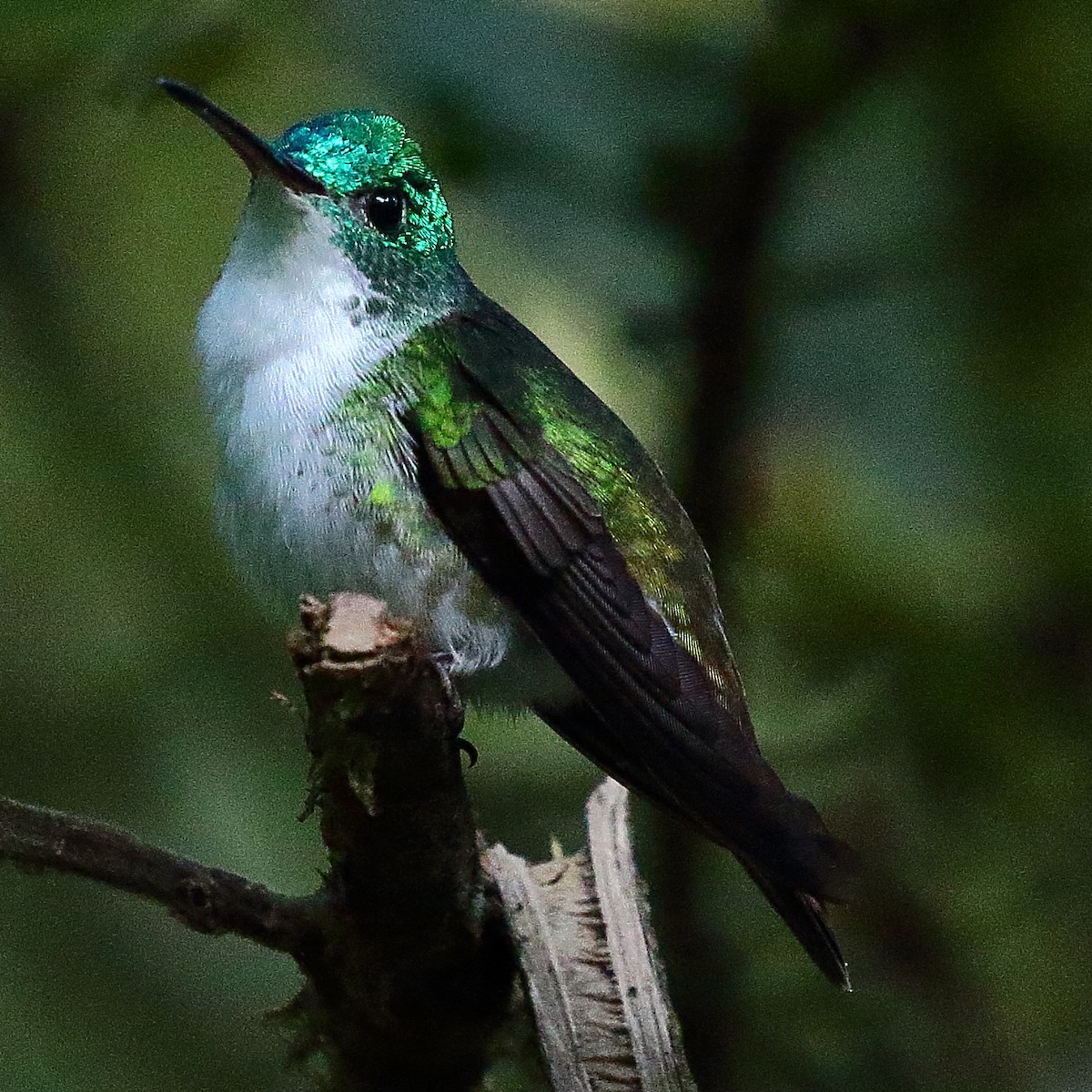 Andean Emerald - Ryan Candee