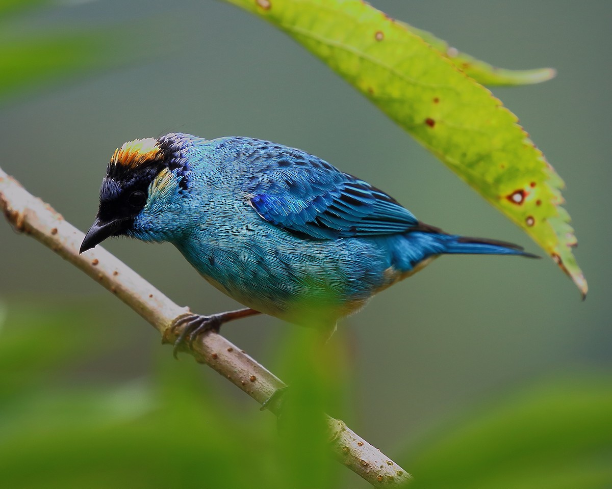 Golden-naped Tanager - ML44473521