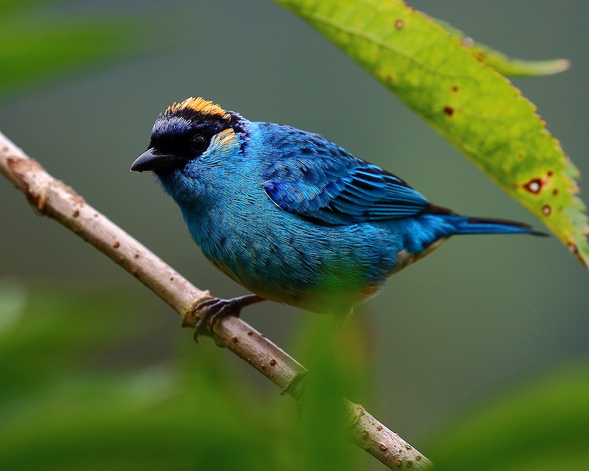Golden-naped Tanager - Ryan Candee