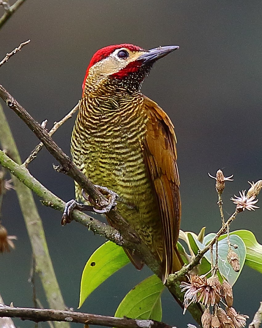 Golden-olive Woodpecker - ML44473541