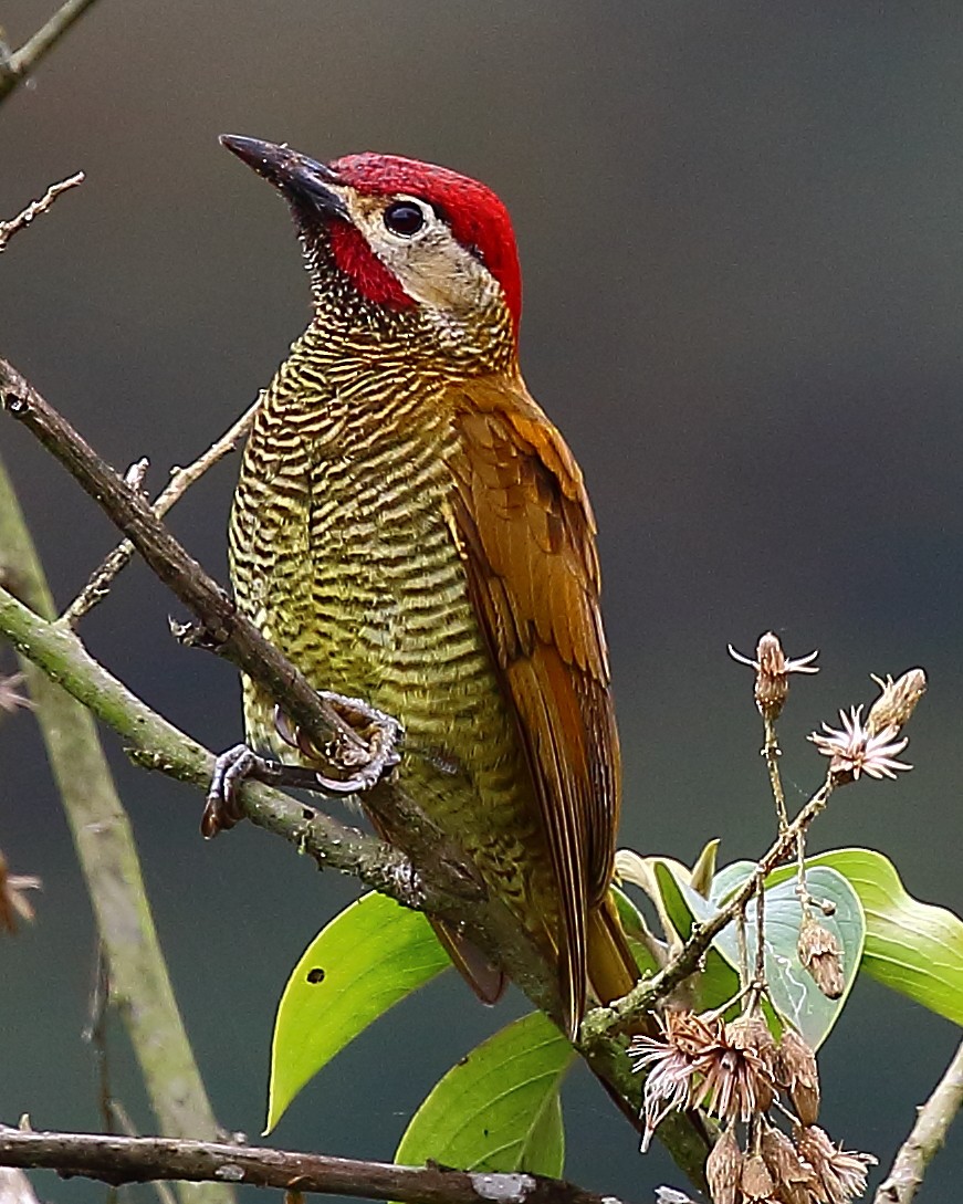 Golden-olive Woodpecker - Ryan Candee