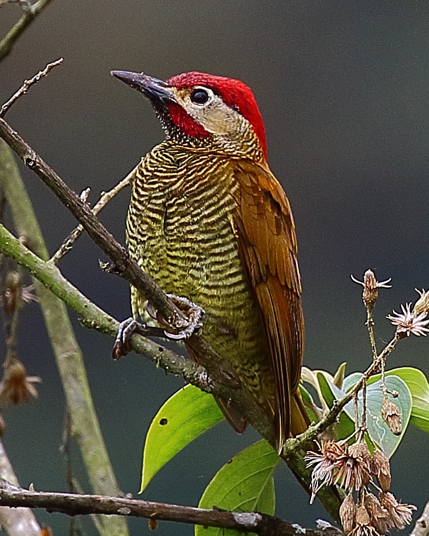 Golden-olive Woodpecker - ML44473561