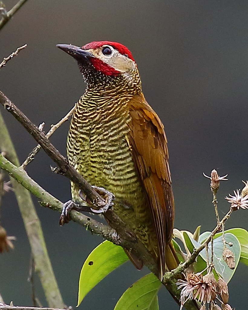 Golden-olive Woodpecker - ML44473571