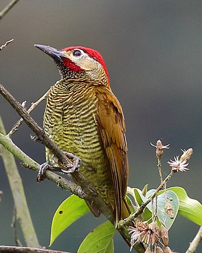 Golden-olive Woodpecker - ML44473581