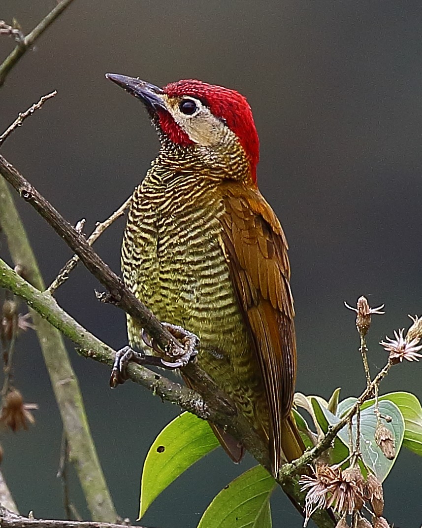 Golden-olive Woodpecker - ML44473591