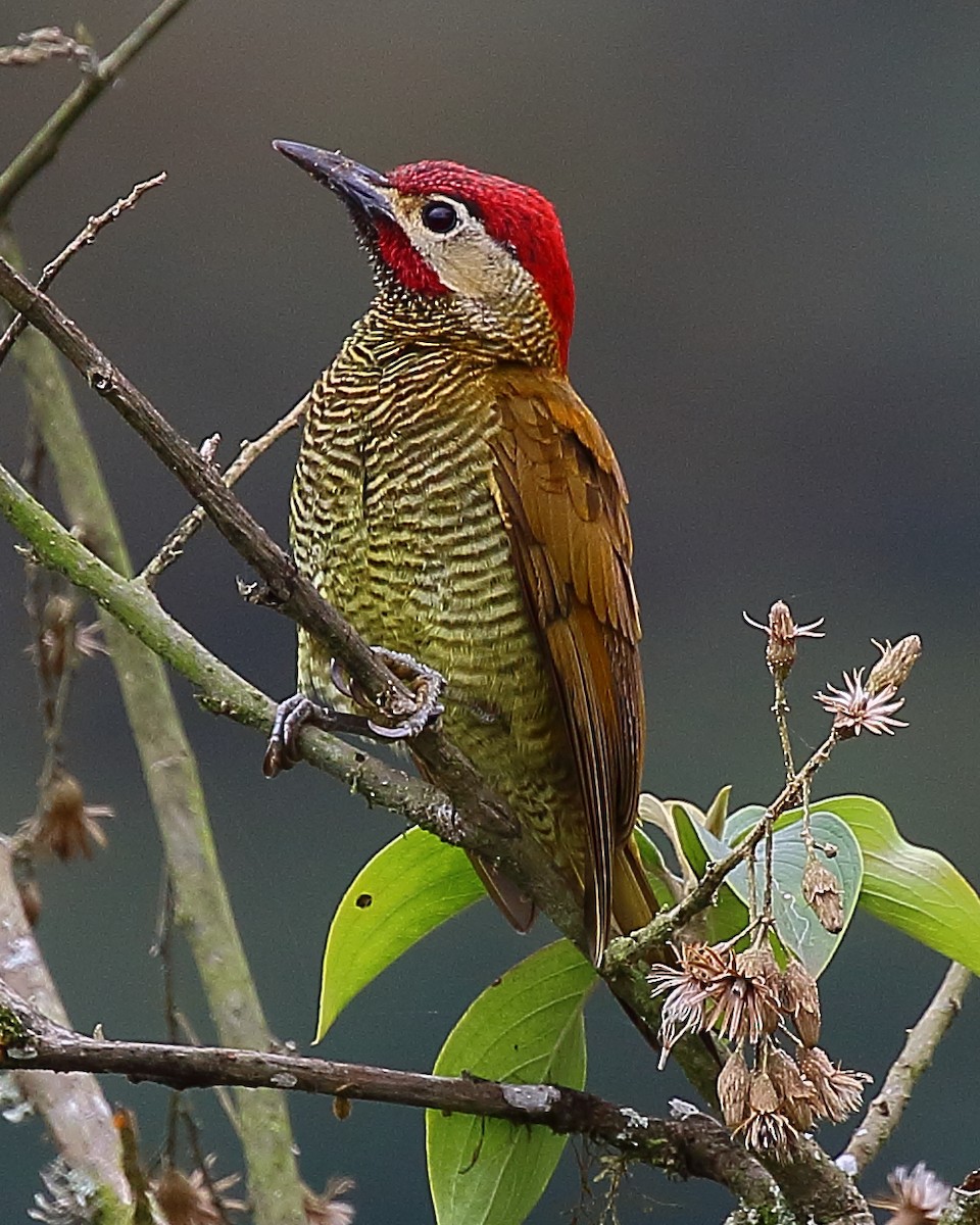 Golden-olive Woodpecker - ML44473611