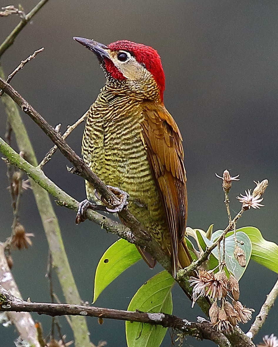 Golden-olive Woodpecker - ML44473621