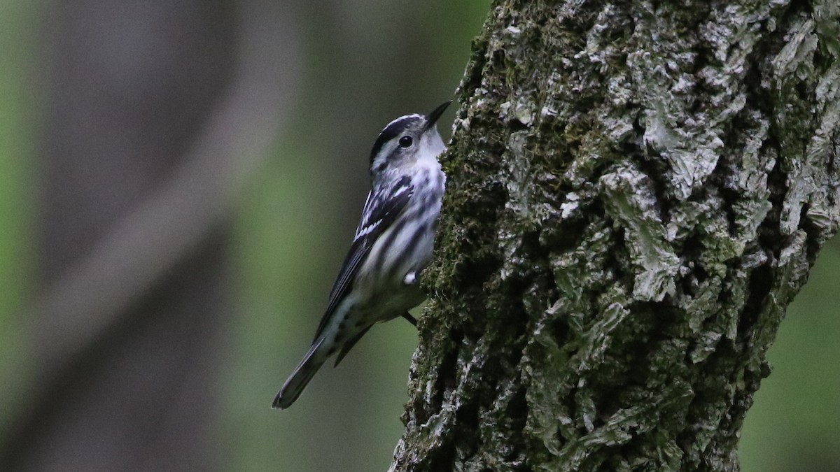 Black-and-white Warbler - ML444738521