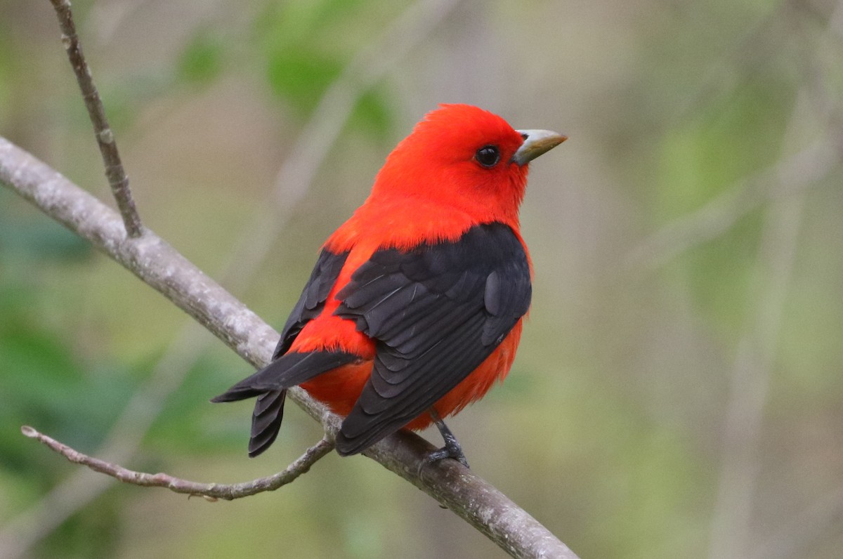 Scarlet Tanager - ML444739101
