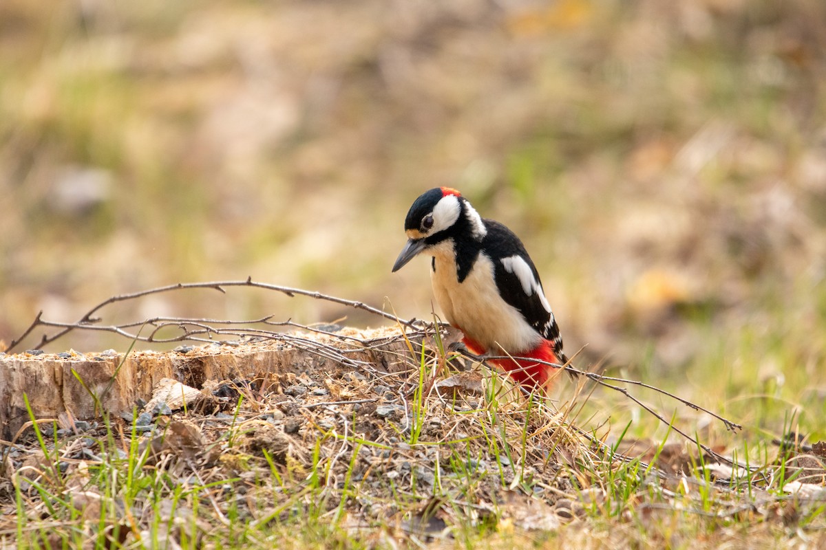 Great Spotted Woodpecker - Jemelee Alvear