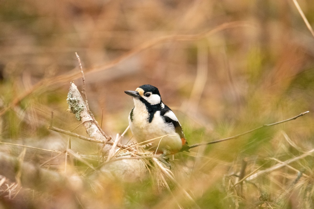 Great Spotted Woodpecker - Jemelee Alvear