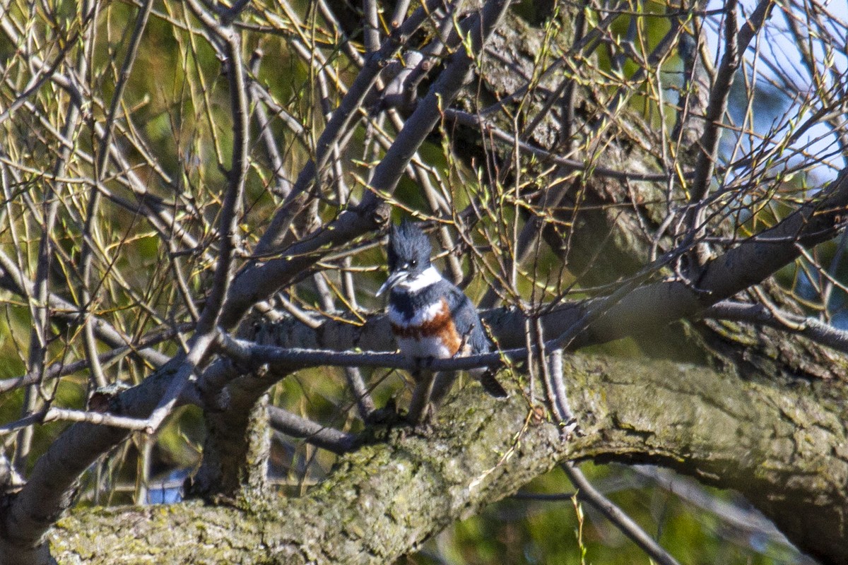 Belted Kingfisher - ML444749041