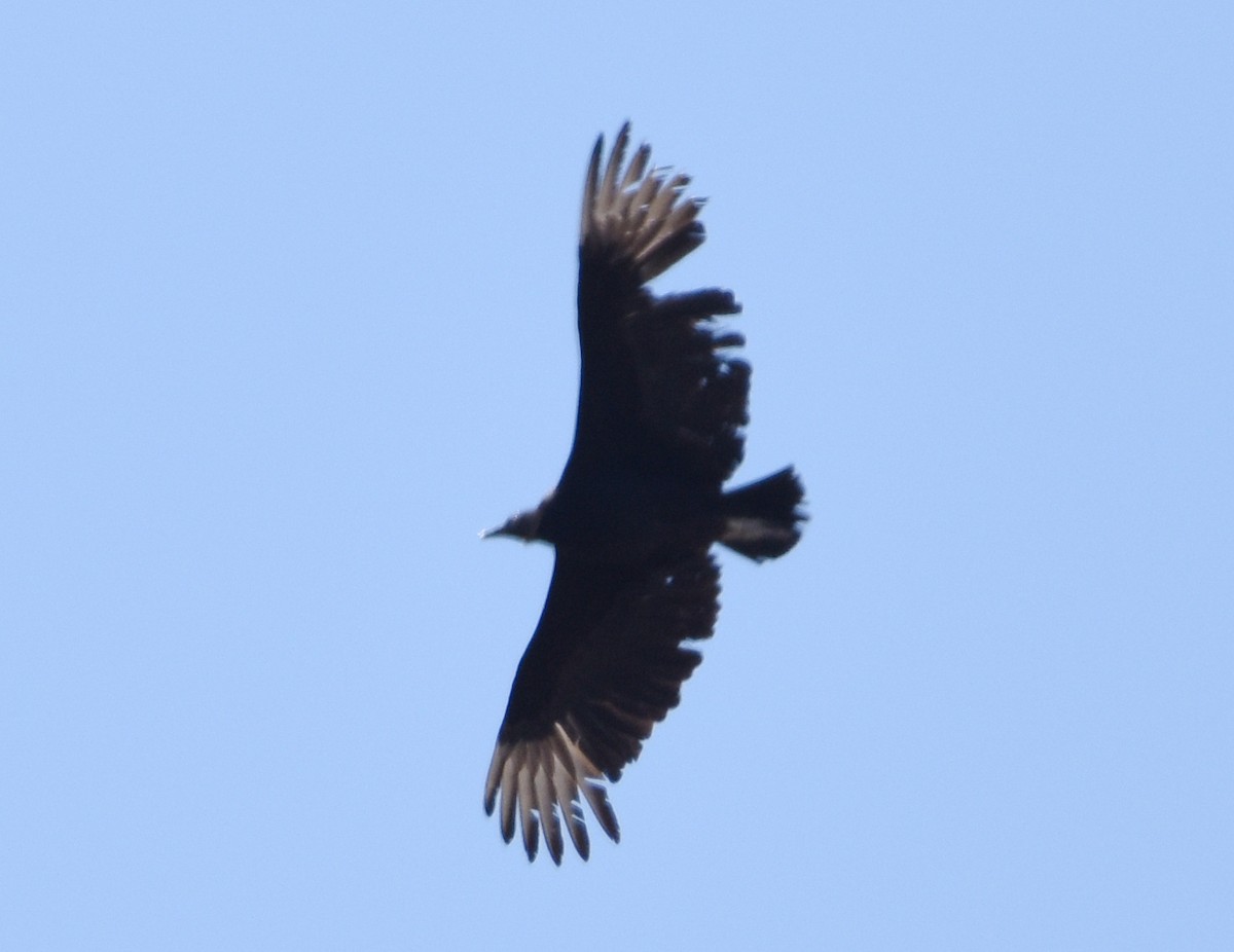 Black Vulture - ML444752481