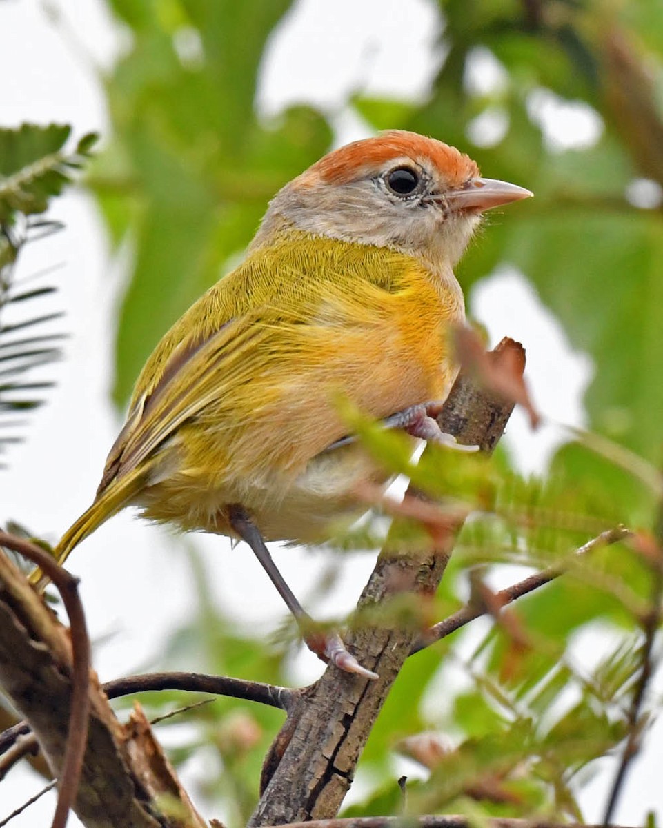 Gray-eyed Greenlet (Beni) - eBird