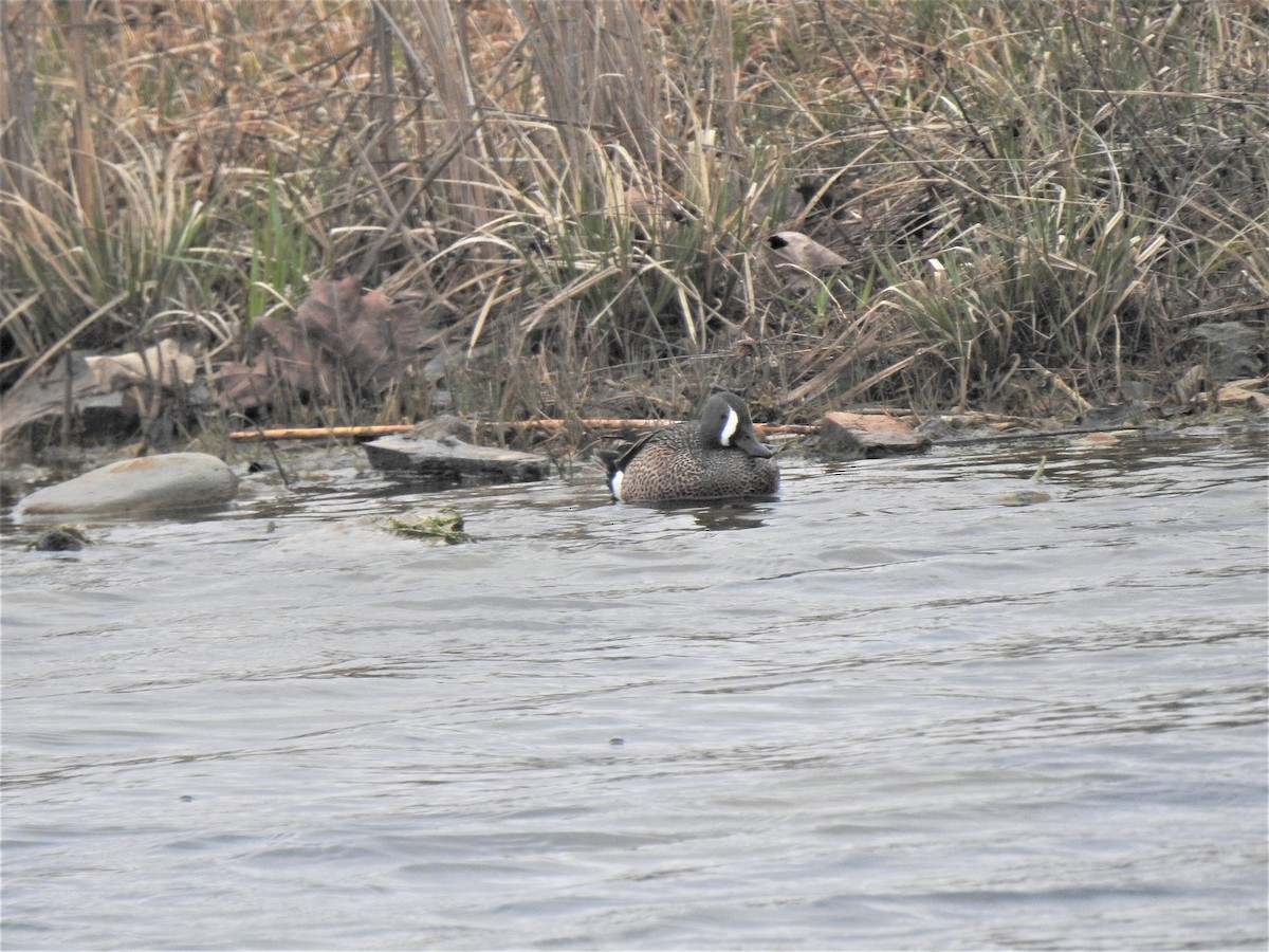 Blue-winged Teal - ML444758191